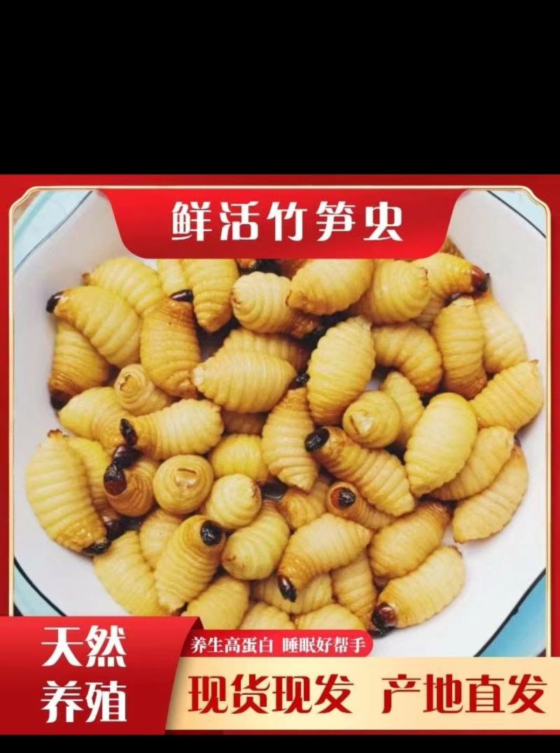 竹虫，竹蛆，竹茧，种虫。