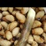 竹虫，竹蛆，竹茧，种虫。