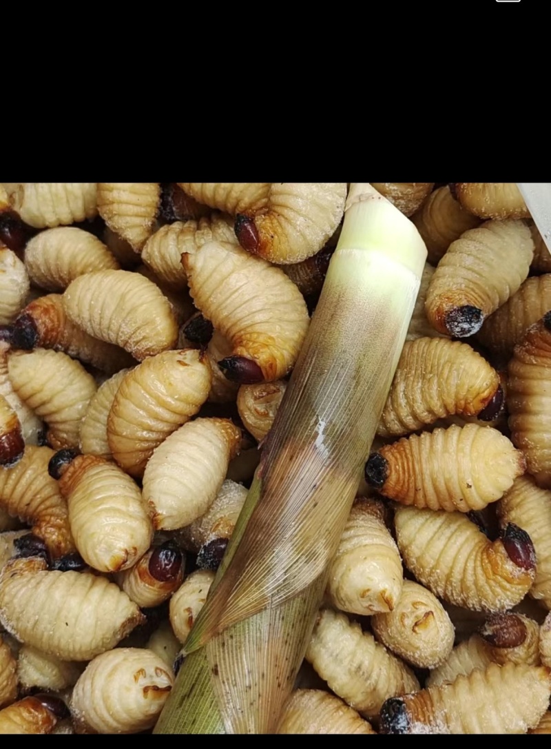 竹虫，竹蛆，竹茧，种虫。