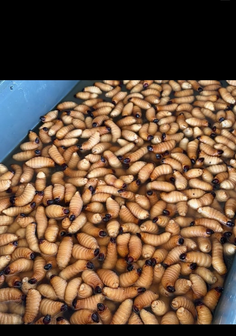 竹虫，竹蛆，竹茧，种虫。