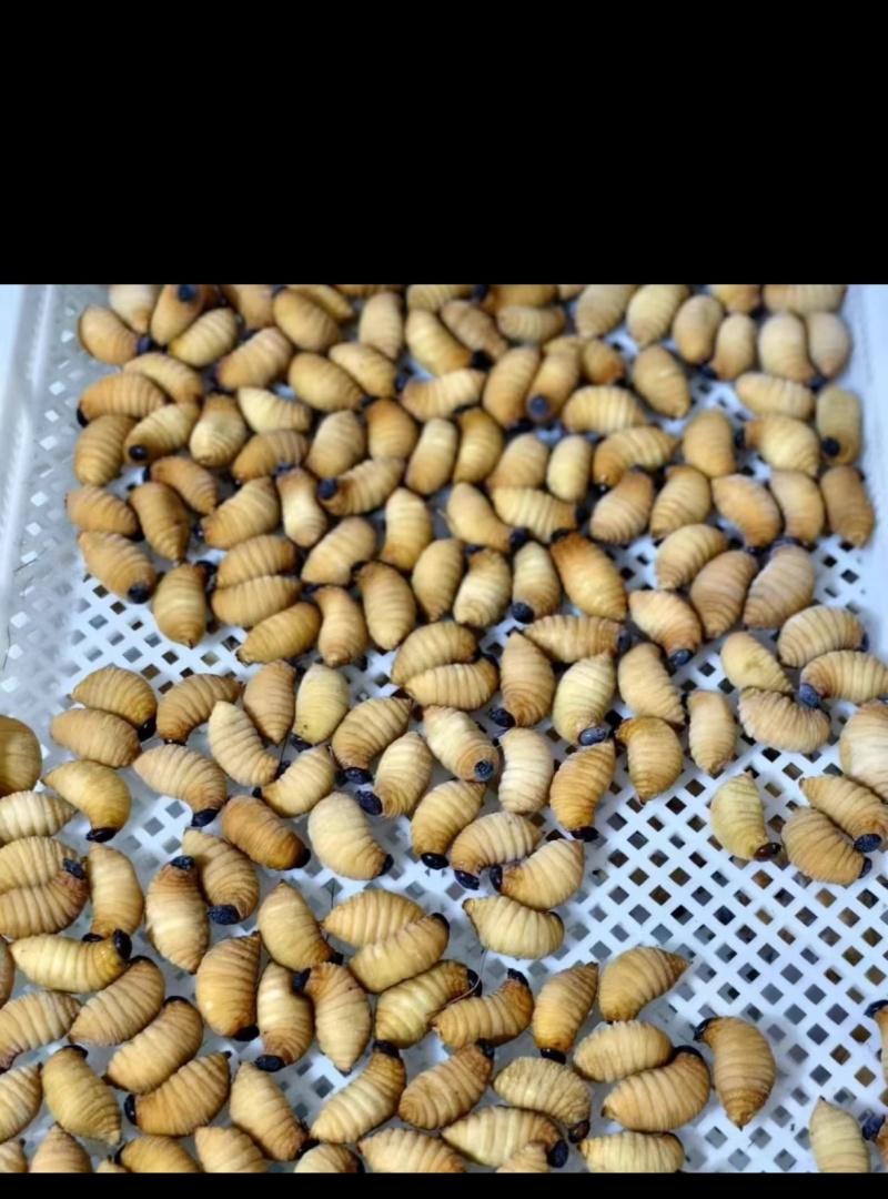 竹虫，竹蛆，竹茧，种虫。