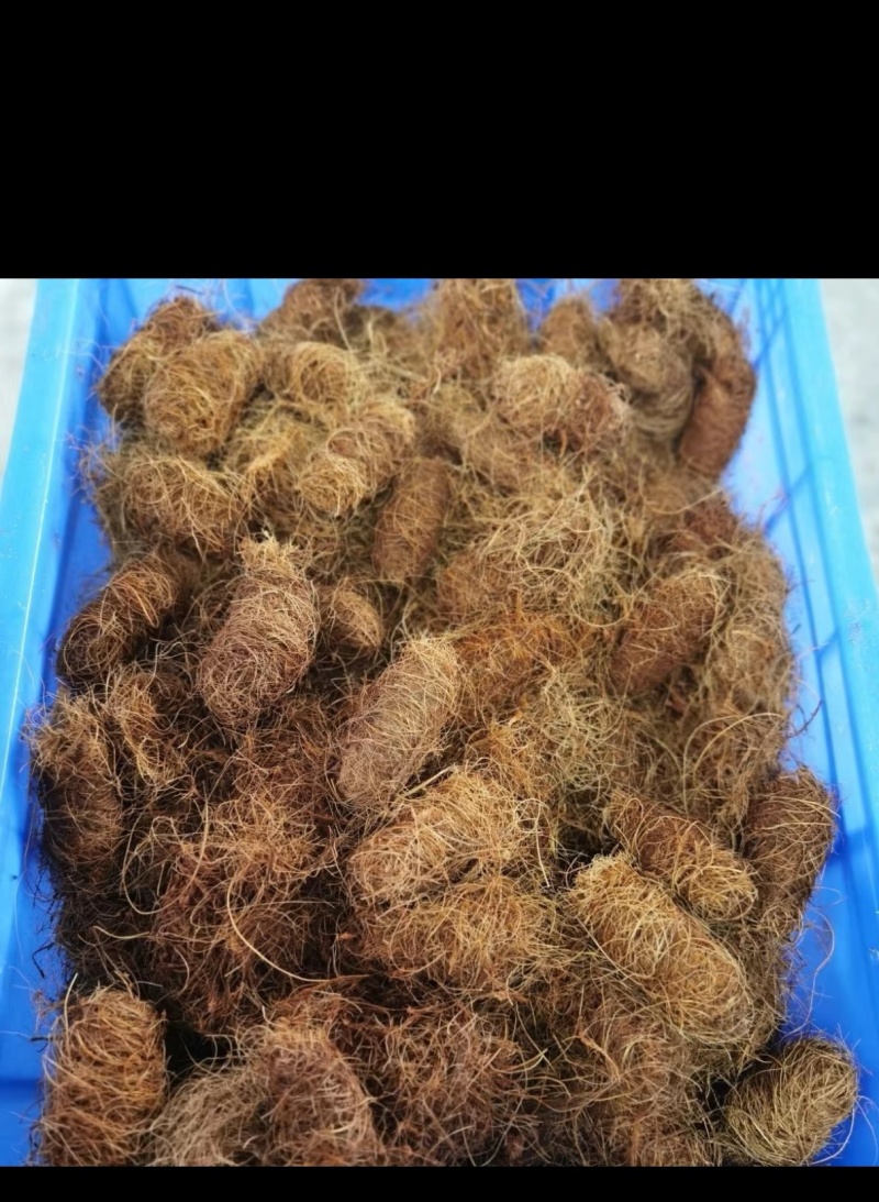 竹虫，竹蛆，竹茧，种虫。