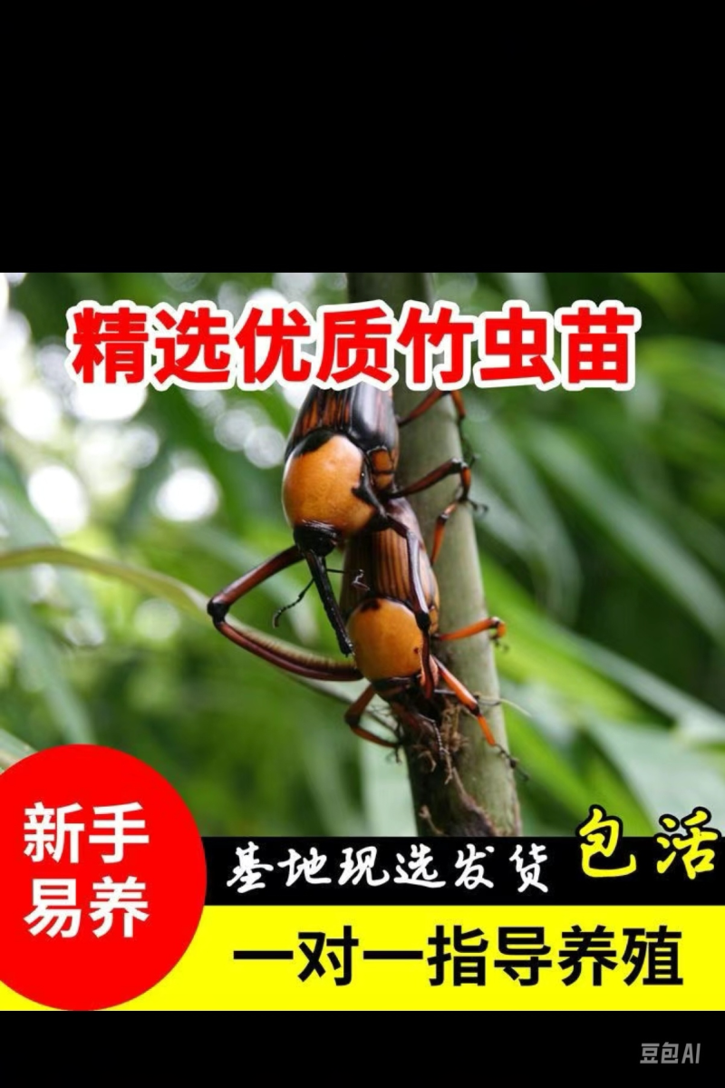 竹虫，竹蛆，竹茧，种虫。