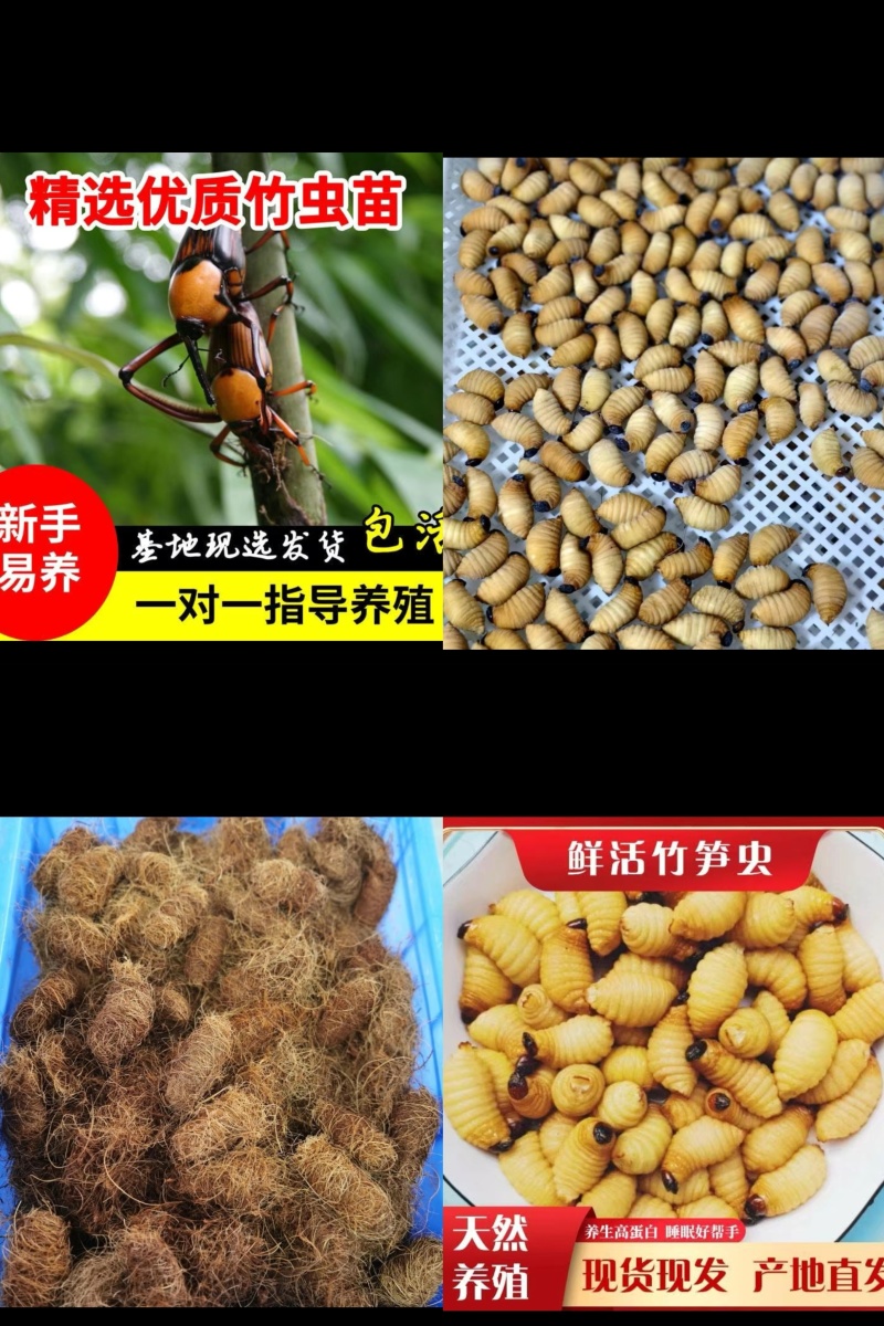 竹虫，竹蛆，竹茧，种虫。