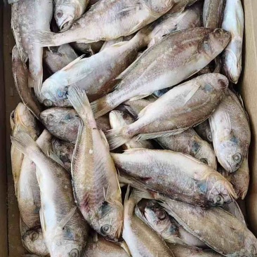 白菇鱼物美价优，全国各地均可直达