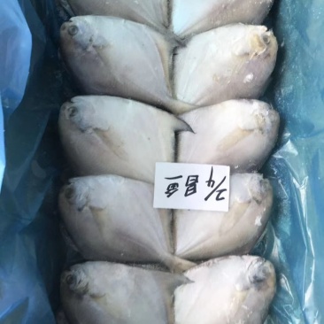 白鲳鱼物美价优