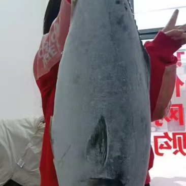黄金拔