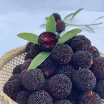 福建硬丝杨梅