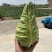 精品牛心菜