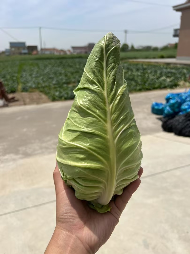 精品牛心菜