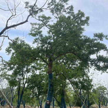 精品移栽乌桕