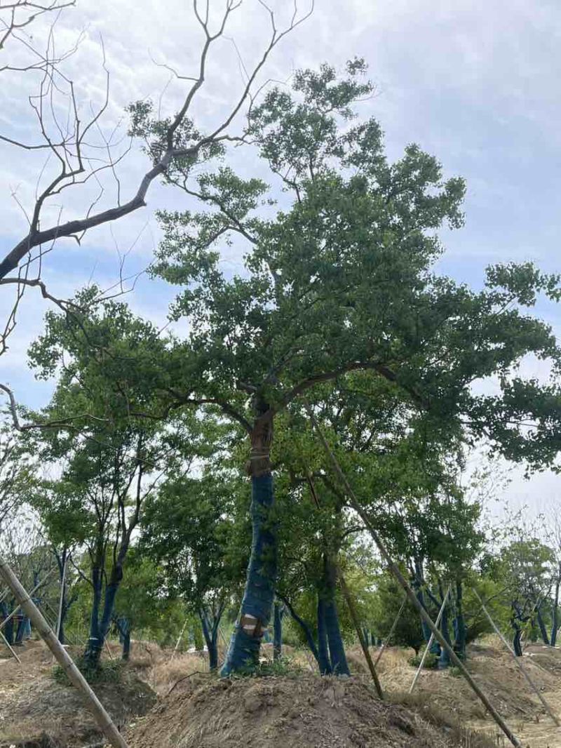 精品移栽乌桕