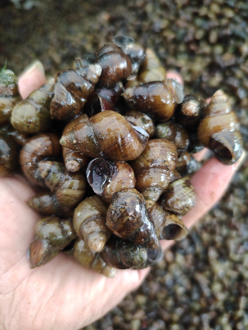 田螺