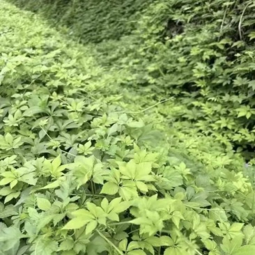 绞股蓝