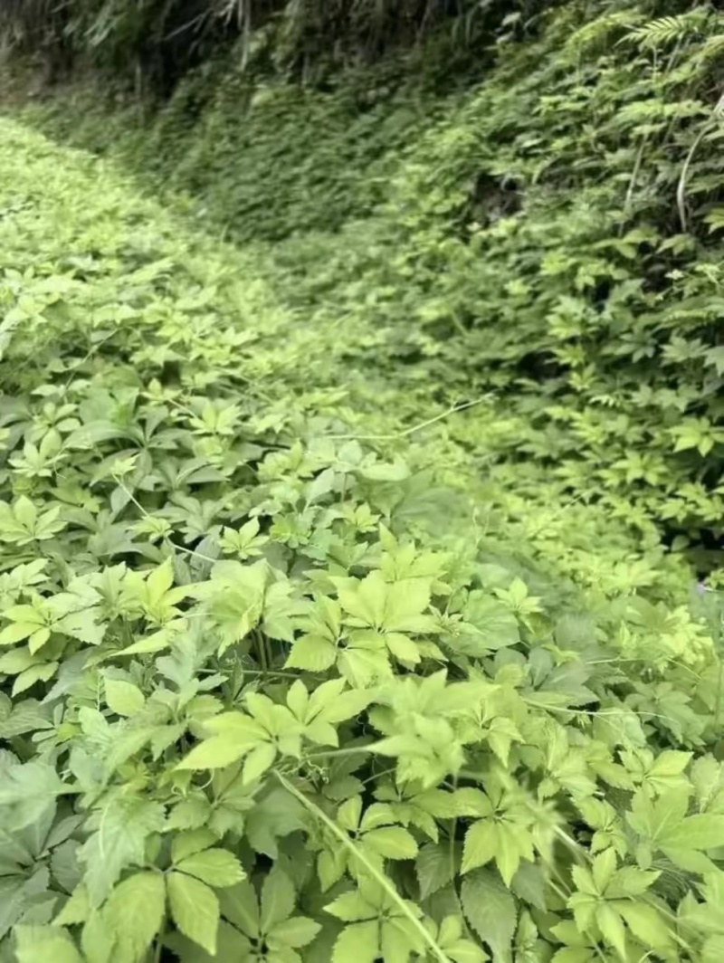 绞股蓝