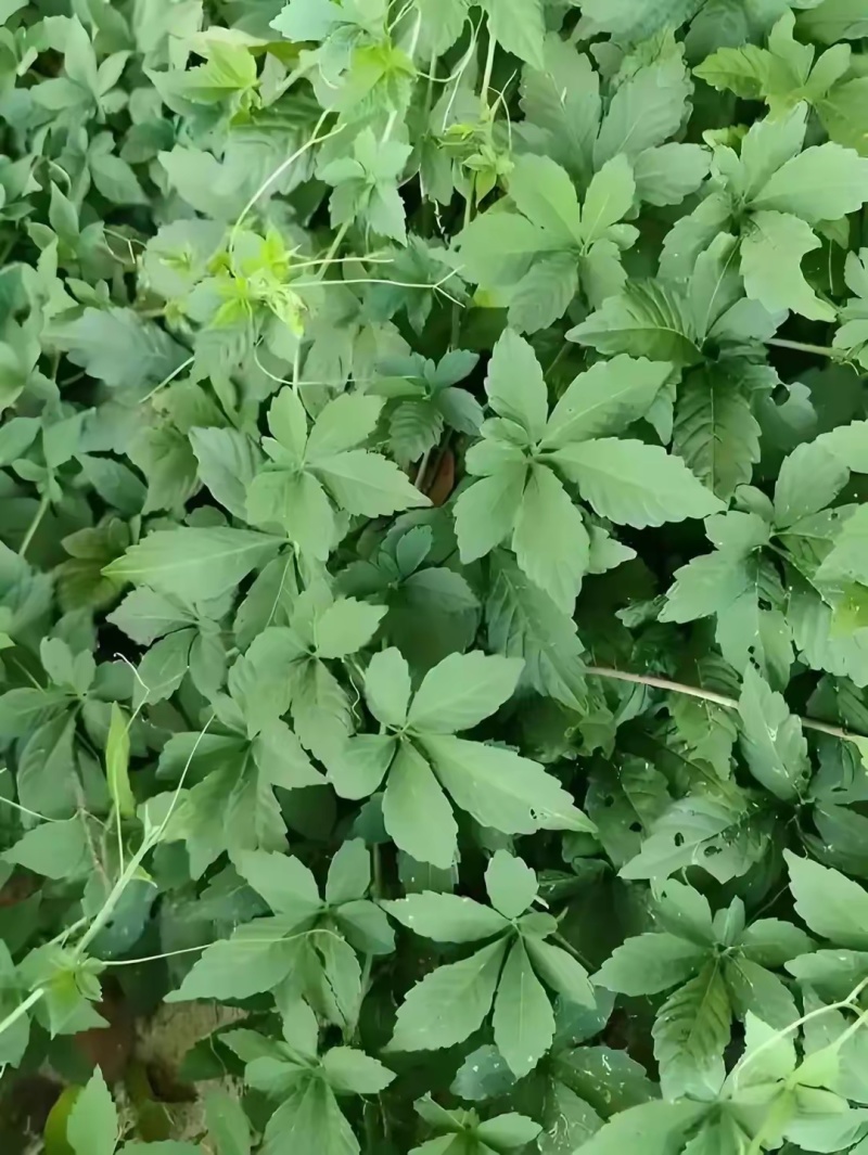 绞股蓝