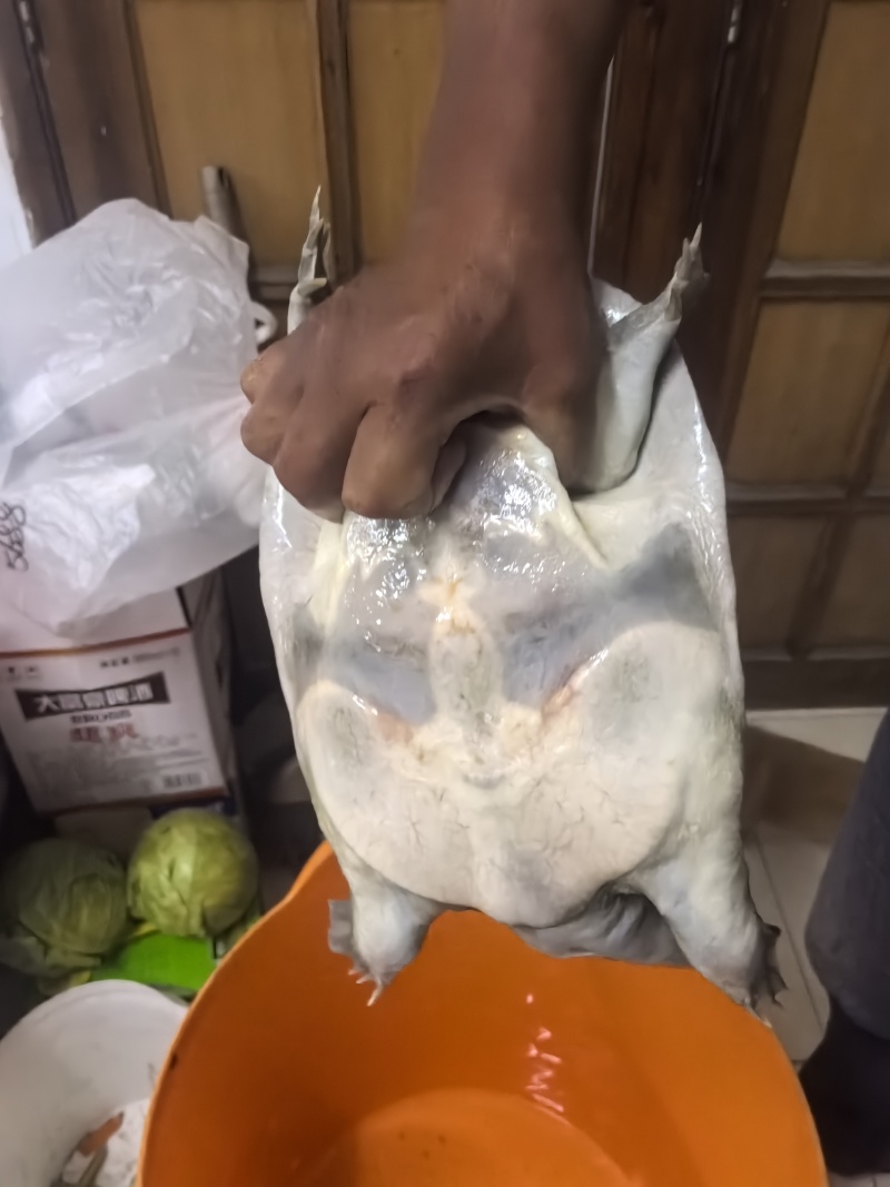 江苏南通甲鱼，地笼捕获**保真，六斤整母甲鱼！