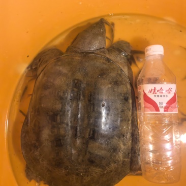 江苏南通甲鱼，地笼捕获**保真，六斤整母甲鱼！