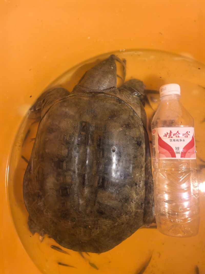江苏南通甲鱼，地笼捕获**保真，六斤整母甲鱼！