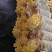 鸡油菌