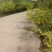 青海野生金雀花