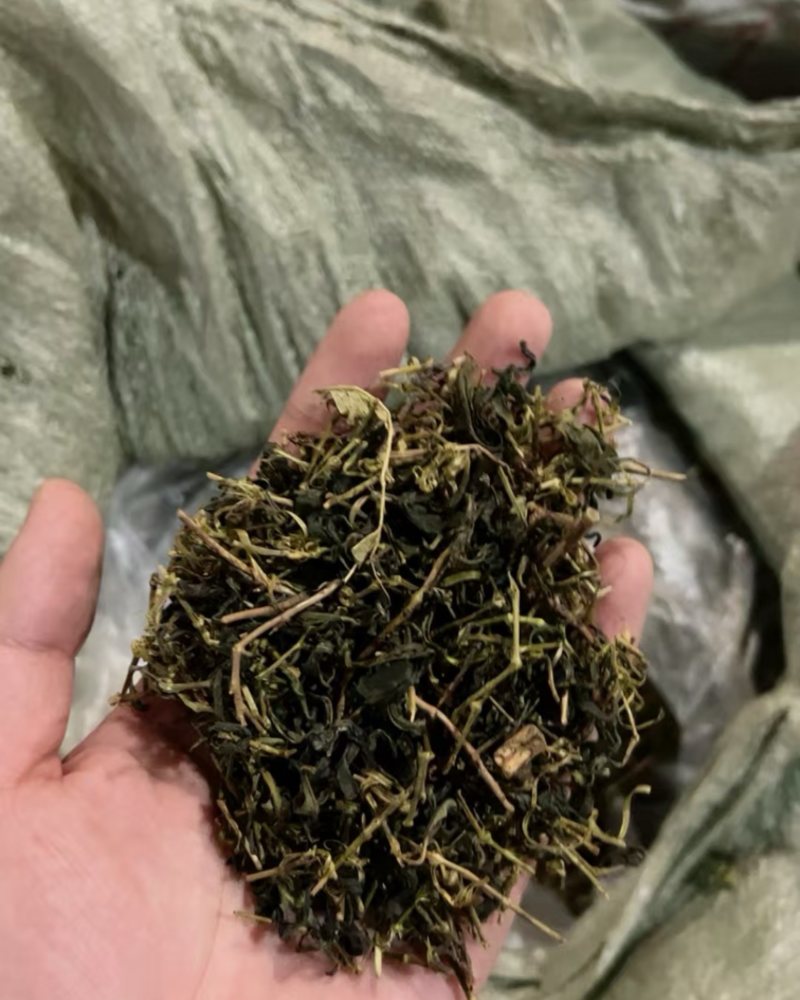 茶梗
