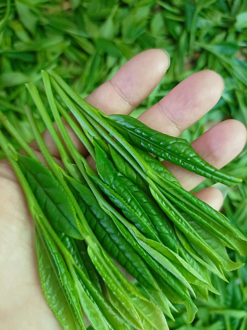 茶叶