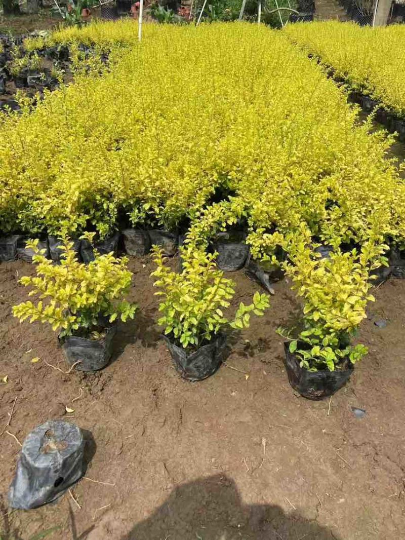 亮晶女贞7斤袋，大量低价出售