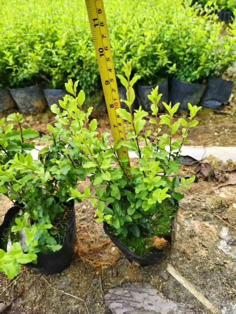亮晶女贞7斤袋，大量低价出售
