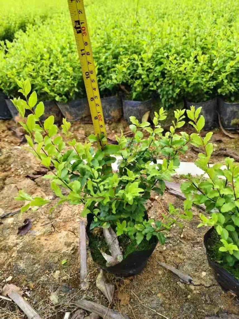 亮晶女贞7斤袋，大量低价出售