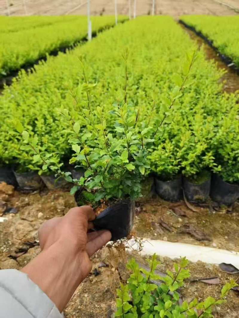 亮晶女贞7斤袋，大量低价出售