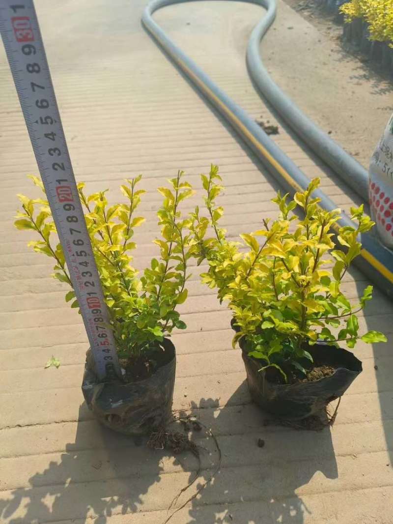 亮晶女贞7斤袋，大量低价出售