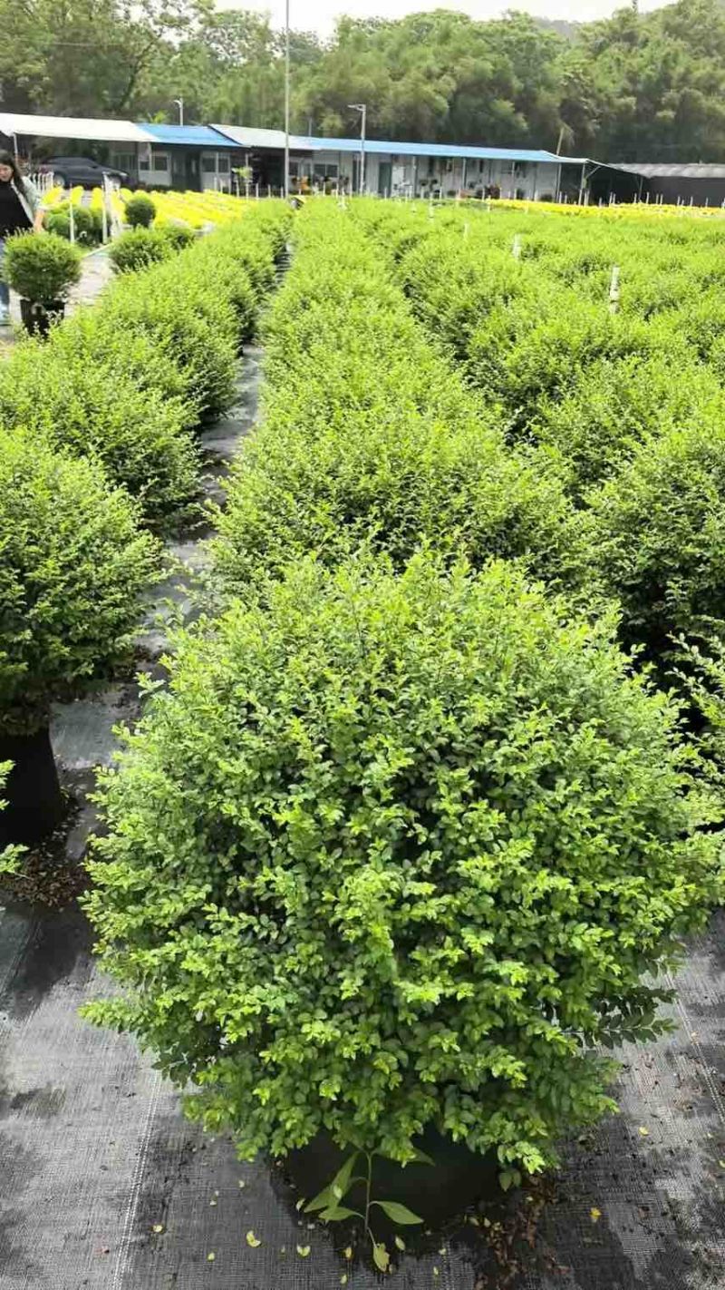 亮贞女贞球40-100，大量低价出售