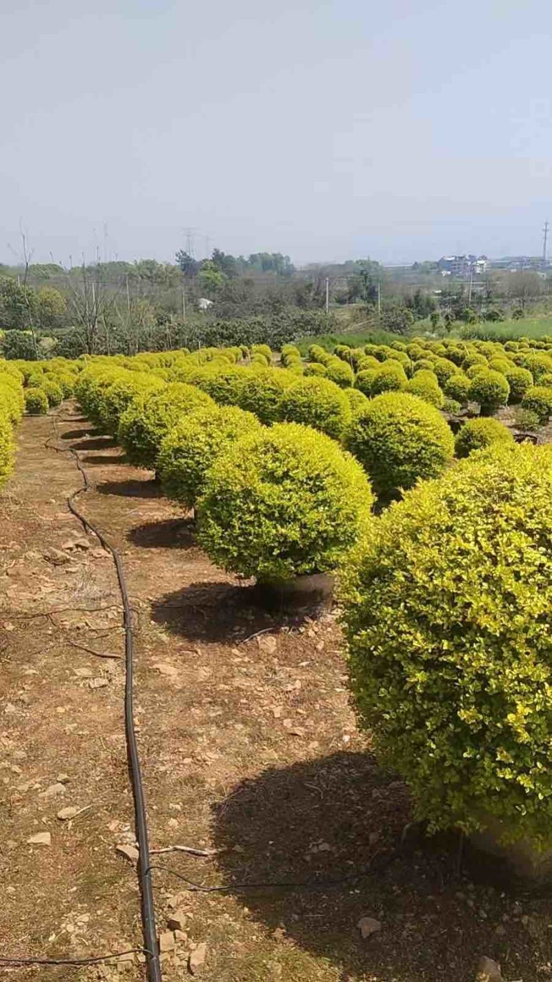 亮贞女贞球40-100，大量低价出售