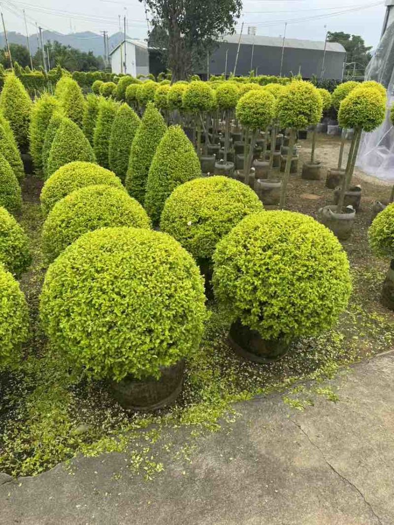 亮贞女贞球40-100，大量低价出售