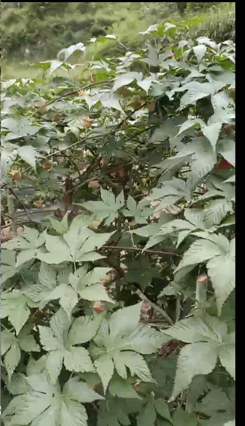 本地覆盆子