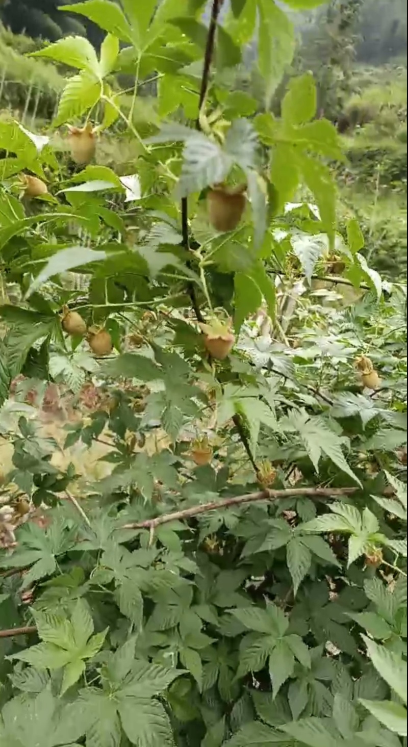 本地覆盆子