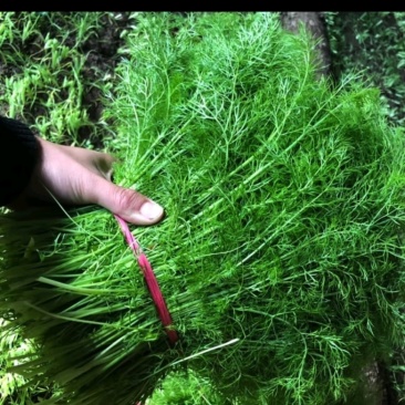 茴香苗