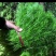 茴香苗