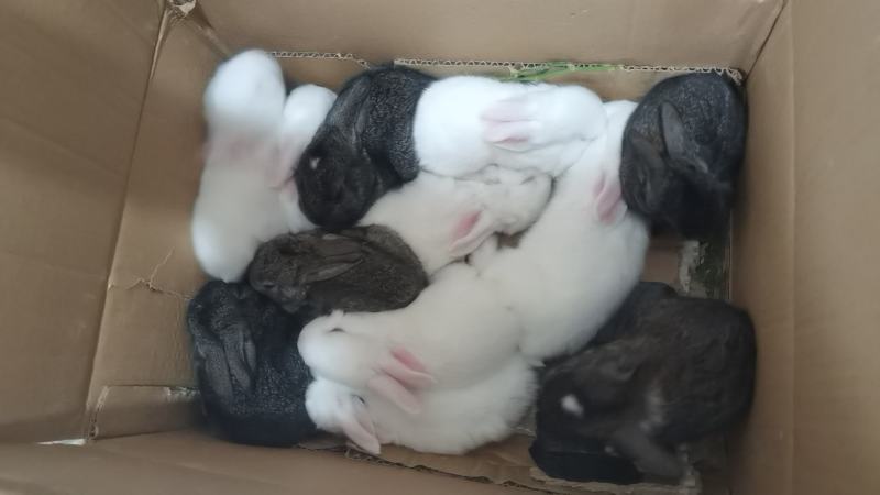 自家养殖的兔子🐰