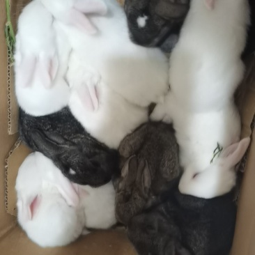 自家养殖的兔子🐰