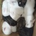 自家养殖的兔子🐰