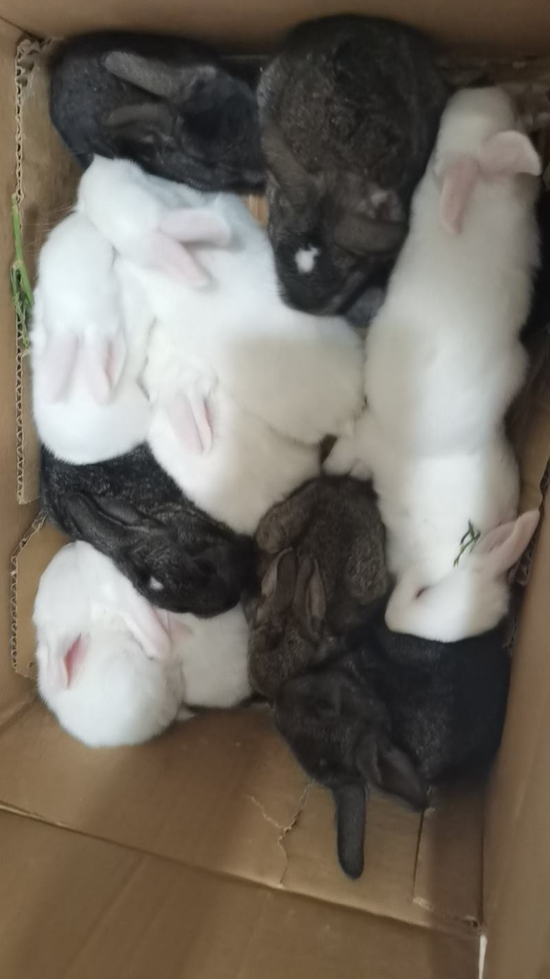 自家养殖的兔子🐰