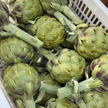 头茬大果云南特产蔬菜洋蓟现摘现发新鲜食材代发批发品质保证