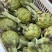 头茬大果云南特产蔬菜洋蓟现摘现发新鲜食材代发批发品质保证