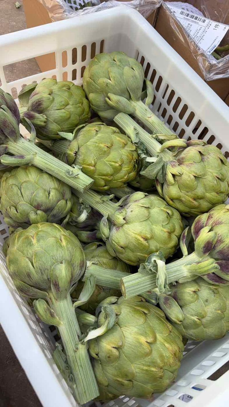 头茬大果云南特产蔬菜洋蓟现摘现发新鲜食材代发批发品质保证