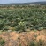 头茬大果云南特产蔬菜洋蓟现摘现发新鲜食材代发批发品质保证