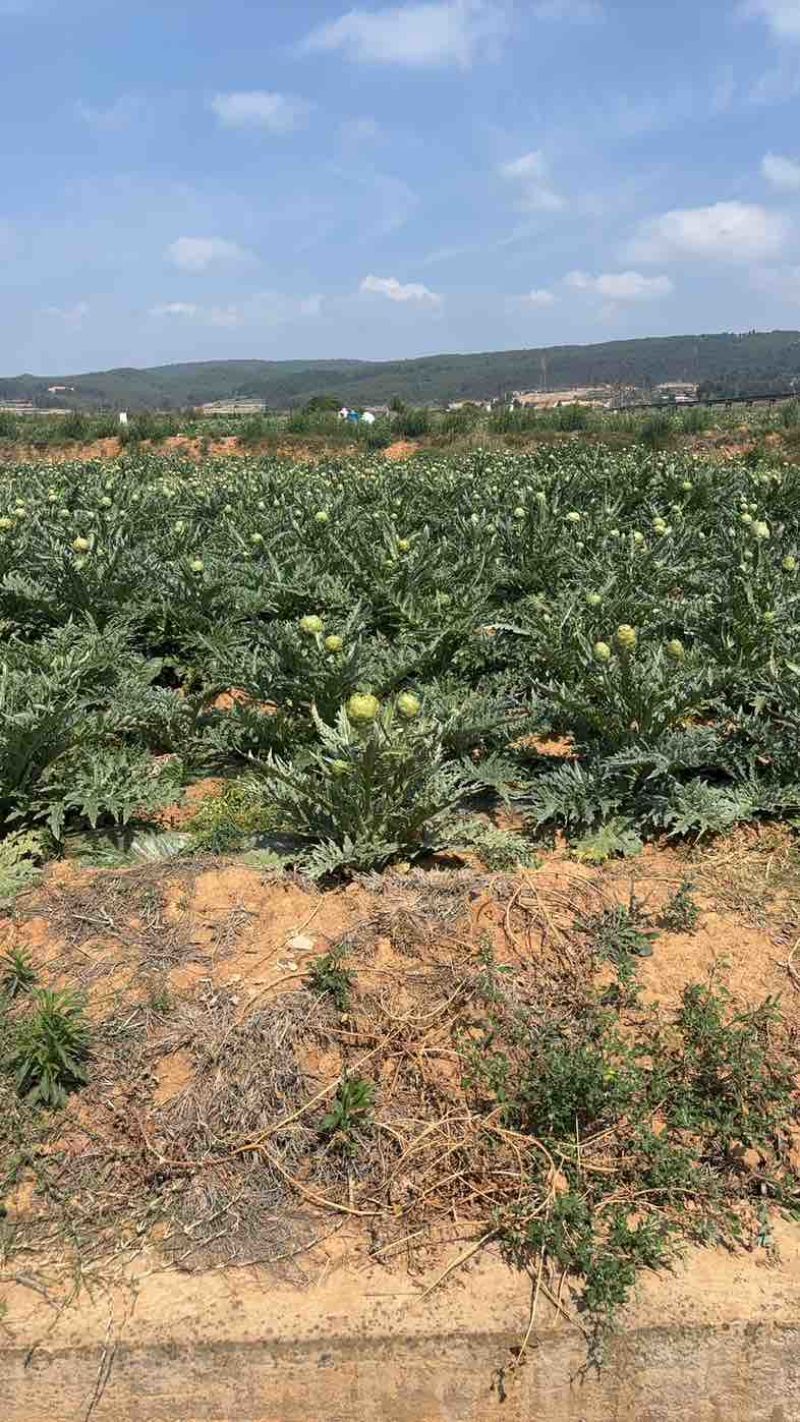 头茬大果云南特产蔬菜洋蓟现摘现发新鲜食材代发批发品质保证