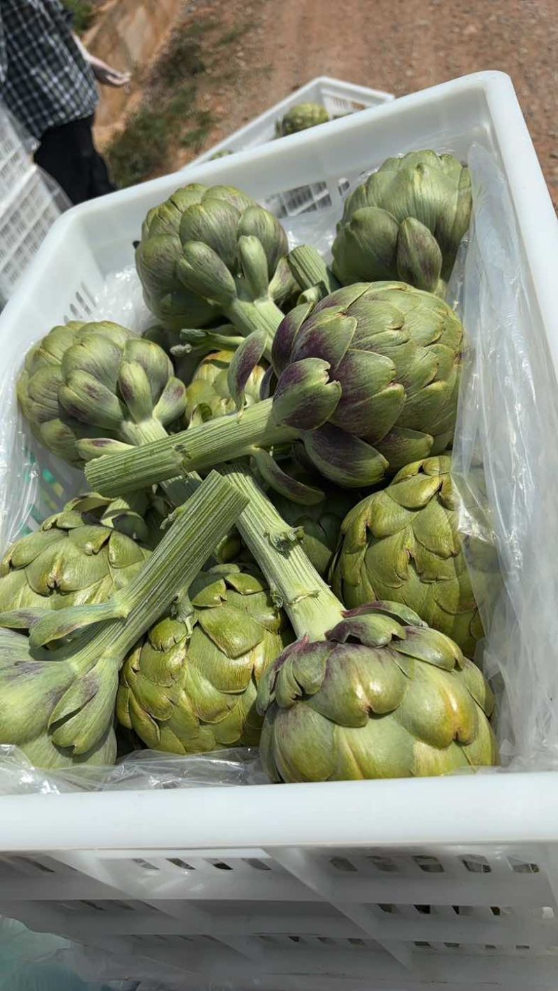头茬大果云南特产蔬菜洋蓟现摘现发新鲜食材代发批发品质保证