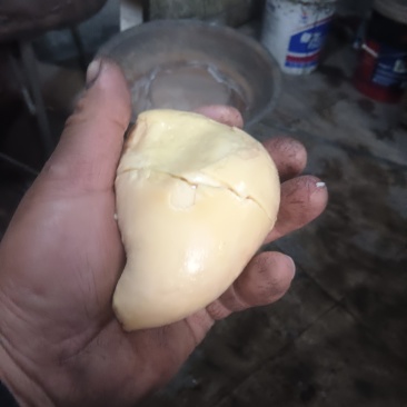 卖鸡宝